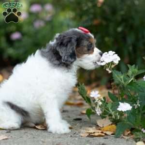 Sunshine, Cavapoo Puppy